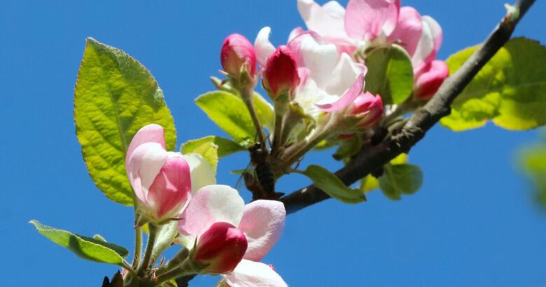 りんごの花